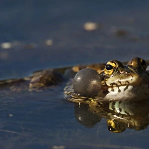 Marsh frog (Rana ridibunda) calling, Sierra de Andjar Natural Park, Mediterranean
