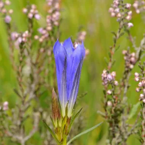 Marsh Gentian (Gentiana pneumonanthe) flowering, Ashdown Forest, Sussex, England, UK