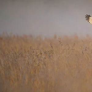 Marsh harrier (Circus aeruginosus) adult male in flight hunting over reedbed at dawn