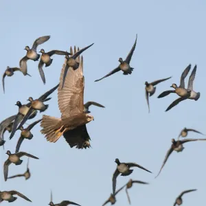 Marsh Harrier Print: Female hunting Common Teal over Somerset Marshland