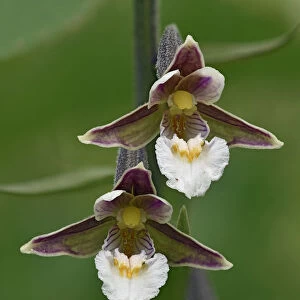 Marsh helleborine (Epipactis palustris) close up of two flowers showing front view