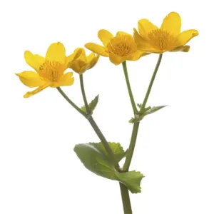 Marsh-marigold Print in Flower Marsh-marigold Print in Flower