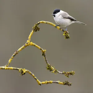 Marsh tit (Parus palustris) perched on branch, Lorraine, France, March