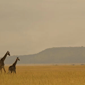 Masai giraffe (Giraffa camelopardalis) and her youngster on the savanna landscape at dawn