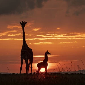 Masai giraffe (Giraffa camelopardalis tippelskirchi), female and calf at sunset