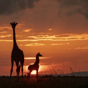 Masai giraffe (Giraffa camelopardalis tippelskirchi), female and calf at sunset