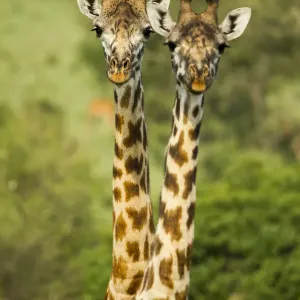 Masai giraffe (Giraffa camelopardalis tippelskirchi) Masai Mara Game Reserve, Kenya Masai giraffe (Giraffa camelopardalis tippelskirchi) Masai Mara Game Reserve, Kenya