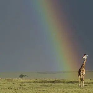 Masai giraffe (Giraffa camelopardalis tippelskirchi) with rainbow beyond, Masai-Mara game reserve Masai giraffe (Giraffa camelopardalis tippelskirchi) with rainbow beyond, Masai-Mara game reserve
