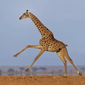 Masai Giraffe Running Print Masai Giraffe Running Print
