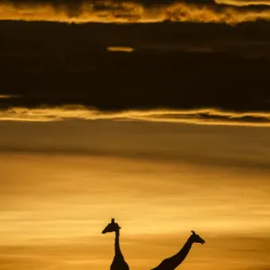 Le girafe de Masai (Giraffa camelopardalis tippelskirchi) deux silhouettés à l'aube. Le girafe de Masai (Giraffa camelopardalis tippelskirchi) deux silhouettés à l'aube.