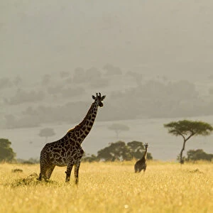 Masai giraffes (Giraffa camelopardalis tippelskirchi) in dry season, Masai-Mara Game Reserve, Kenya