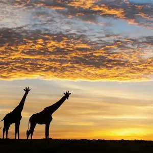 Les girafes de Masai (Giraffa camelopardalis tippelskirchi), au lever du soleil, réserve de chasse de Masai-Mara, Kenya. Mars. Les girafes de Masai (Giraffa camelopardalis tippelskirchi), au lever du soleil, réserve de chasse de Masai-Mara, Kenya. Mars.