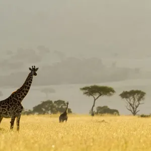 Masai giraffe Print, dry season, Masai-Mara Game Reserve Masai giraffe Print, dry season, Masai-Mara Game Reserve