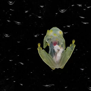 Mashpi glassfrog (Hyalinobatrachium mashpi) underside, internal organs visible. Captive, occurs in Ecuador