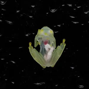 Mashpi glassfrog (Hyalinobatrachium mashpi) underside, internal organs visible. Captive, occurs in Ecuador Mashpi glassfrog (Hyalinobatrachium mashpi) underside, internal organs visible. Captive, occurs in Ecuador