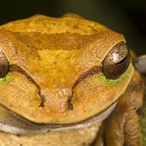 Masked tree frog (Smilisca phaeota) El Arenal region, Costa Rica