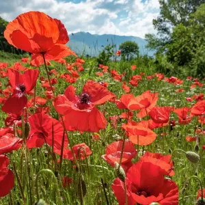 Mass of Field poppies (Papaver rhoeas)flowering in summer, Sibillini, Umbria, June Mass of Field poppies (Papaver rhoeas)flowering in summer, Sibillini, Umbria, June