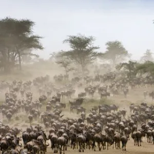 Massing herds of White bearded wildebeest (Connochaetes taurinus albojubatus) on migration