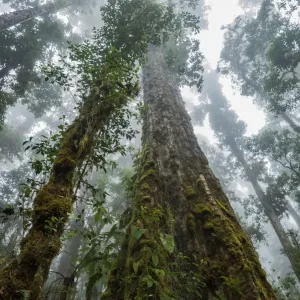 Des grands arbres de chêne anciens de la forêt nuageuse, chaîne des Talamanca, chaîne des Talamanca-La. Des grands arbres de chêne anciens de la forêt nuageuse, chaîne des Talamanca, chaîne des Talamanca-La.