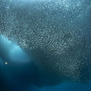 A massive school of millions of sardines (Sardina pilchardus), Moalboal, Cebu