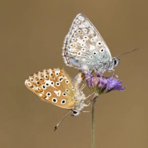 Mating pair of chalkhill blue butterflies (Lysandra coridon) with wings closed resting