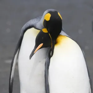 Penguins