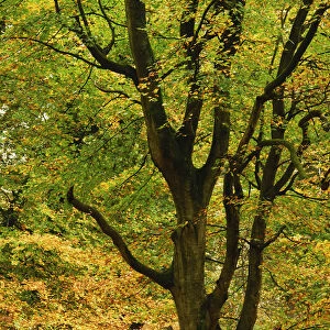 Mature Beech tree (Fagus sylvatica) with leaves in autumn colours, Mark Ash Wood