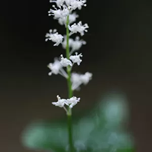 May lily / False lily of the valley (Maianthemum bifolium) in flower, Beaufort, Mullerthal