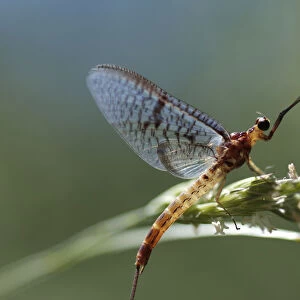 Mayfly (Ephemera lineata) on grass seed, Lagadin region, Lake Ohrid, Galicica National Park