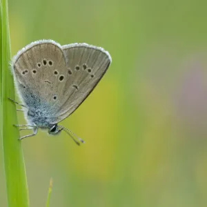 Mazarine blue butterfly (Cyaniris semiargus) Aosta Valley, Gran Paradiso National Park, Italy Mazarine blue butterfly (Cyaniris semiargus) Aosta Valley, Gran Paradiso National Park, Italy