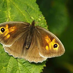 Meadow Brown Butterfly (Maniola jurtina) female basking, wings open, Southwest London, UK, July