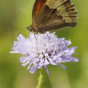 Meadow Brown Butterfly (Maniola jurtina) feeding from Scabious flower (Scabiosa) North Downs