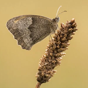 Meadow brown butterfly (Maniola jurtina), resting on grass head with wings closed