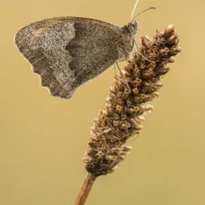 Meadow brown butterfly (Maniola jurtina), resting on grass head with wings closed Meadow brown butterfly (Maniola jurtina), resting on grass head with wings closed