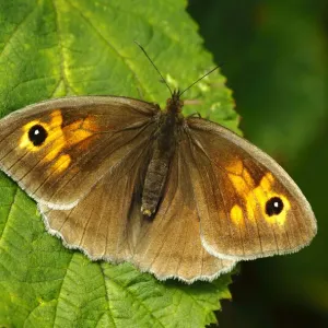Meadow Brown Butterfly (Maniola jurtina) female basking, wings open, Southwest London, UK, July