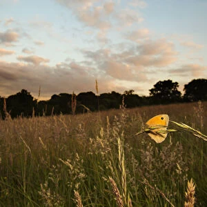 Meadow brown (Maniola jurtina) resting on grass in Cohens Field, Hampstead Heath
