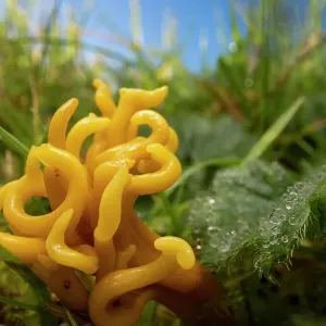 Setas de coral de pradera (Clavulinopsis corniculata), Parque Nacional del Distrito del Pico, Derbyshire, Reino Unido. Noviembre. Setas de coral de pradera (Clavulinopsis corniculata), Parque Nacional del Distrito del Pico, Derbyshire, Reino Unido. Noviembre.