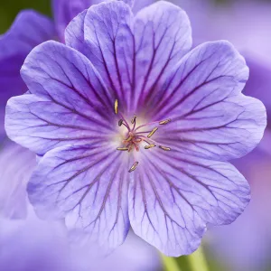 Meadow Cranesbill (Geranium sanguineum) in flower. Germany, May