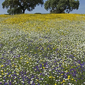 Meadow in flower, with Cork oaks (Quercus suber) in the background, Beja, Portugal, April