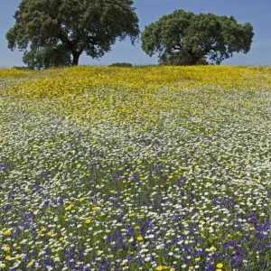 Cork Oak Meadow Print Cork Oak Meadow Print