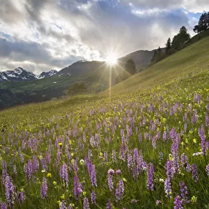 Meadow of Fragrant Orchids (Gymnadenia conopsea) at sunset. Tirol, Austrian Alps