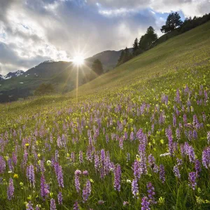 Meadow of Fragrant Orchids (Gymnadenia conopsea) at sunset. Tirol, Austrian Alps