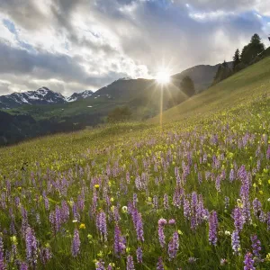 Print of Fragrant Orchids at Sunset in the Austrian Alps Print of Fragrant Orchids at Sunset in the Austrian Alps