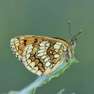 Meadow fritillary (Melitaea parthenoides) Riou de Meaulx, Provence, southern France, May