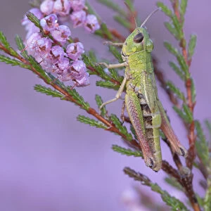 Meadow grasshopper (Pseudochorthippus parallelus) on Common heather (Calluna vulgaris)