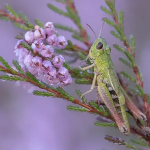 Meadow grasshopper (Pseudochorthippus parallelus) on Common heather (Calluna vulgaris) Meadow grasshopper (Pseudochorthippus parallelus) on Common heather (Calluna vulgaris)