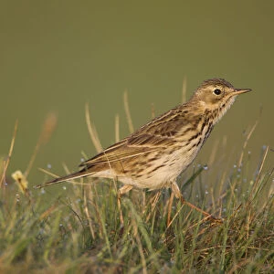 Meadow pipit (Anthus pratensis) on ground in rough grassland, Scotland, UK, May 2010