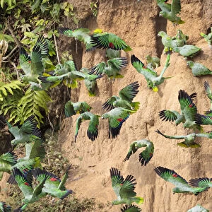 Mealy Parrots (Amazona farinosa) feeding at the wall of a clay lick