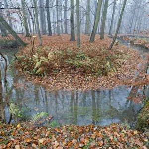 Se dérouler en Laarse beek, affluent de l'Apperant, que Peerdsbos, Brasschaat, Belgique. Se dérouler en Laarse beek, affluent de l'Apperant, que Peerdsbos, Brasschaat, Belgique.