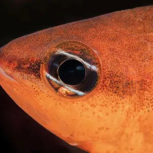 Mediterranean cardinalfish (Apogon imberbis) head portrait, Marine Protected area Punta Campanella, Costa Amalfitana, Italy, Tyrrhenian Sea Mediterranean cardinalfish (Apogon imberbis) head portrait, Marine Protected area Punta Campanella, Costa Amalfitana, Italy, Tyrrhenian Sea